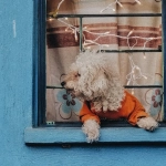 Анализ игрового автомата The Dog House Megaways с математическими данными