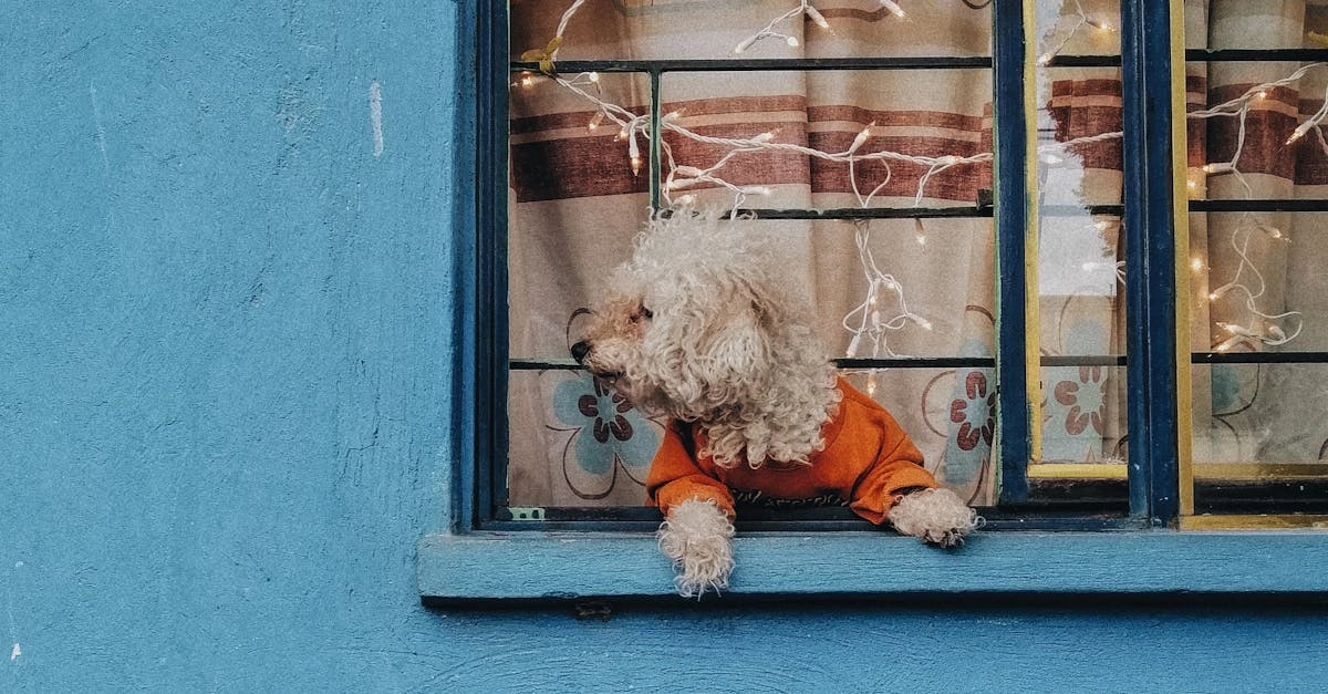 Анализ игрового автомата The Dog House Megaways с математическими данными